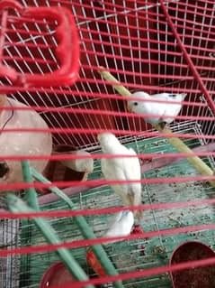 budgies