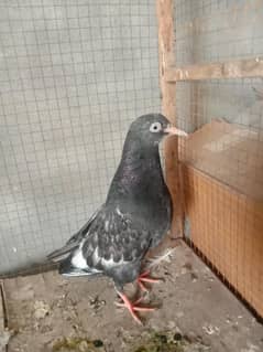 tady bird