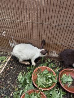 rabbits