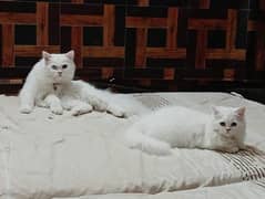 Pure Persian Kitten