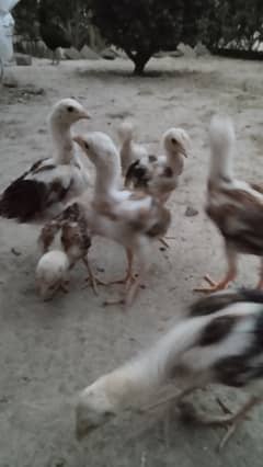 Aseel