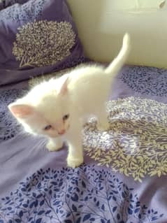 pair of kitten
