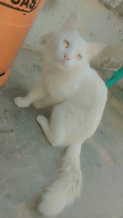 Cat for sale