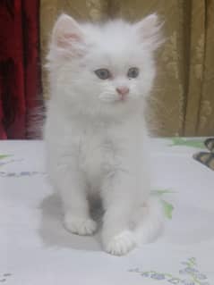 Persian kittens for sale