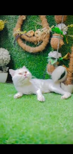 x punch breeder female triple coated trim condition