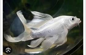 Fishes For Sale