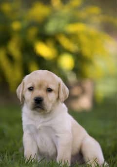 Labrador puppy/lab puppies/lab