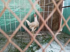 Heera