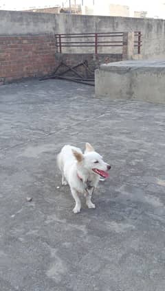 Indian Spitz female Dog Very Active Fully Trained fully loving