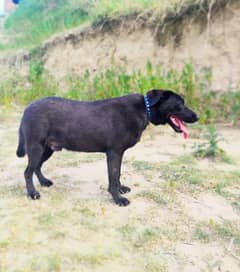 Labrador