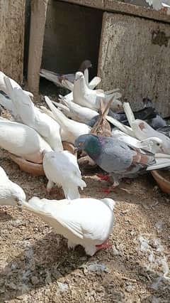 Pattiwale Lowflyer Kabutar breeder setup