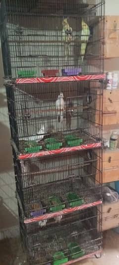 love bird and cage