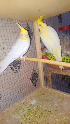 cocktail breeder pairs