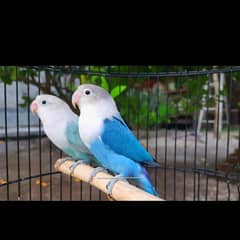 blue beautiful pair