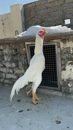 mashallah top quality king white o shamo breeder pair