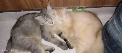 Persion cats full trained litter train