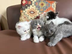 Persian Kittens For Sale