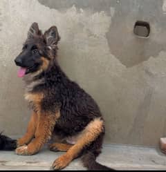 German Shepherd Long Coated Female