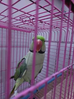 Male Raw Parrot Hand tamed