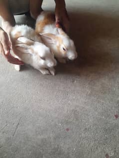 Rabbits pair