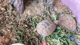 Russian tortoise
