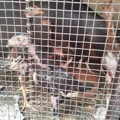7 Pure Aseel Chicks