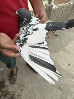 chua btara jora