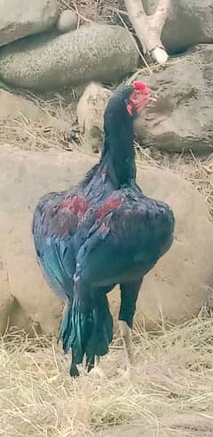 jesko patha pathian chahia rabita krskty mnasib price high kolity