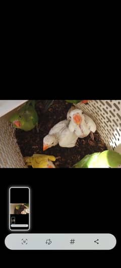 ringneck chicks and raw chicks