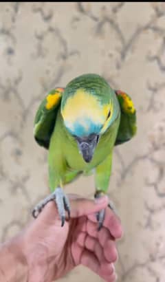 Amazon blue fronted parrot