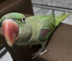 Raw perrot