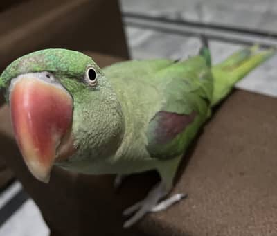Raw perrot