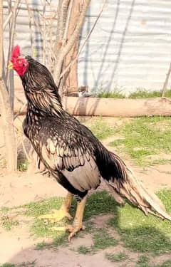king shajra high class branded bloodline aseel