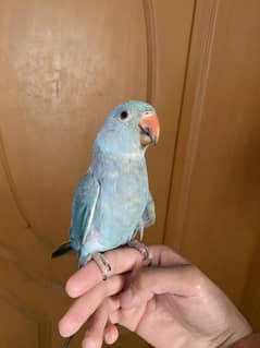 Blue Ringneck hand taim