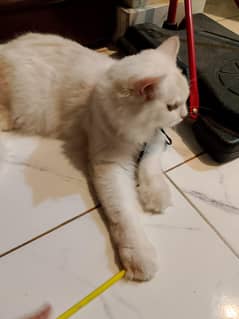 9 months old Persian male