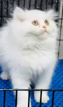 Cat | Persian | baby | kittens | Blue eyes | ωatsap ʘƷƷƷ୨51୨ʘƷ8: