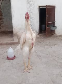 shamo male