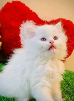 Persian cat My WhatsApp 03038430702