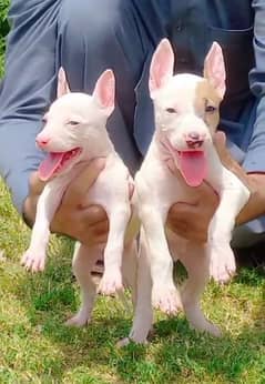 pure kuhati gultair pair pink nose blue eyes healthy and active