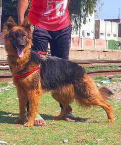 German shepherd Dogs My WhatsApp 03038430702
