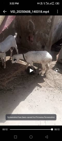 Dumba