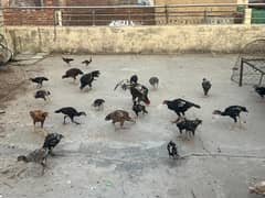 Aseel chicks for sale grown on organic food
