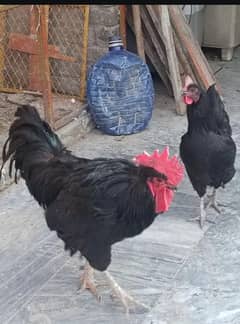 Australorp male