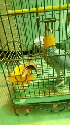 African grey parrot male
