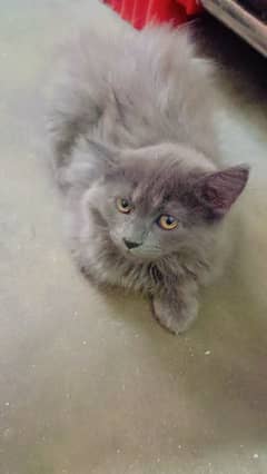 Gray Persian Baby kitten Cat/Tripple Coat