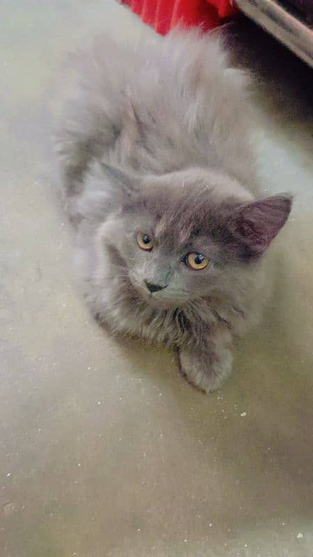 Gray Persian Baby kitten Cat/Tripple Coat 0