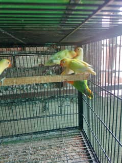 mix lovebirds available breeder and pathy