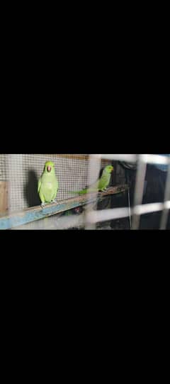 parrot