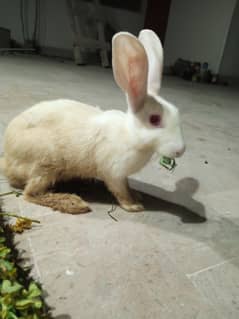 Rabbit Pair With Kids