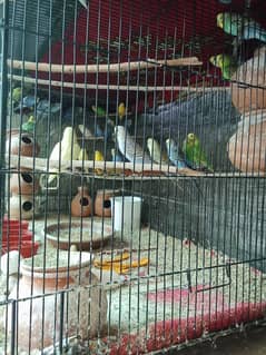 budgie all parrots for sale